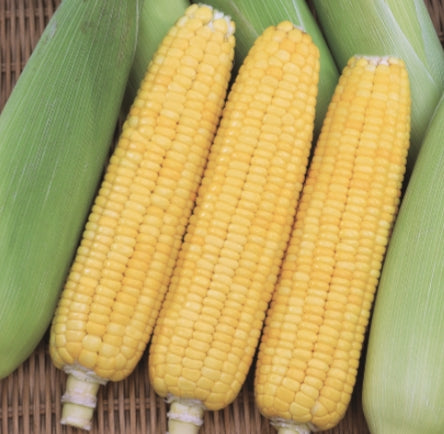 Super Sweet Corn Seeds  (Non-GMO)