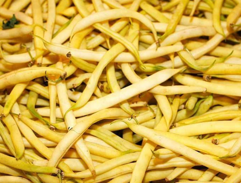 Beans Seeds - Top Notch Golden Wax Bush (Heirloom)