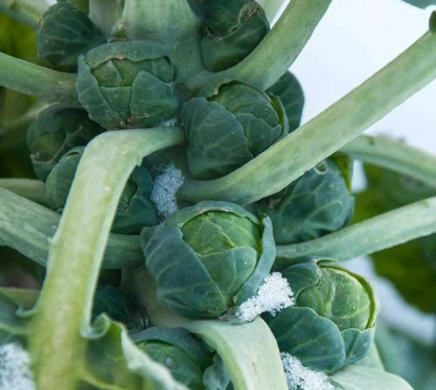 Brussels Sprouts Seeds - Long Island Improved (Heirloom)