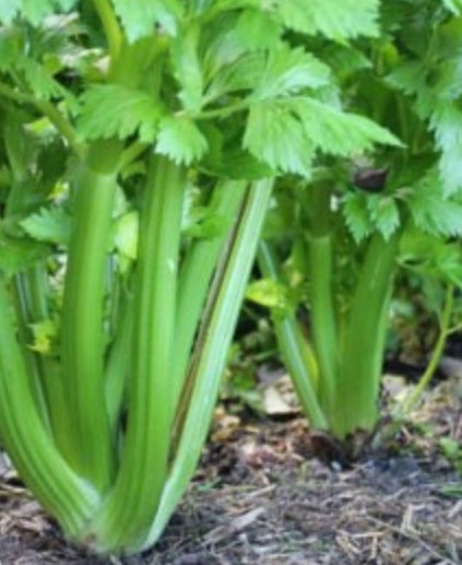 Celery Seeds - UTAH 52-70 (Heirloom)