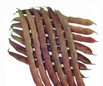 紫衣菜豆種子 (非基因改造)