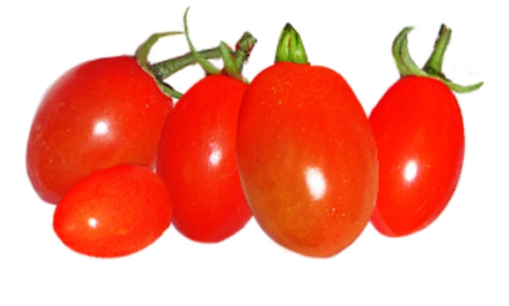 小蜜蕃茄種子 (非基因改造)