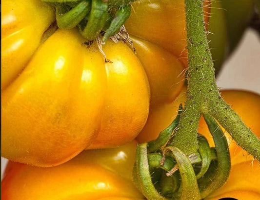 Tomato Seeds - Persimmon  (Heirloom)
