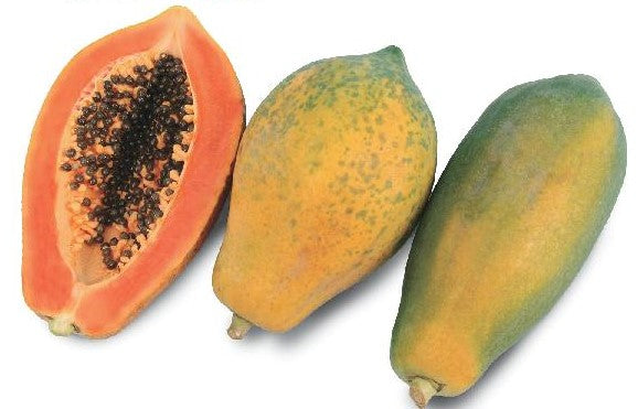 Papaya Seeds - Red Lady (Non-GMO)
